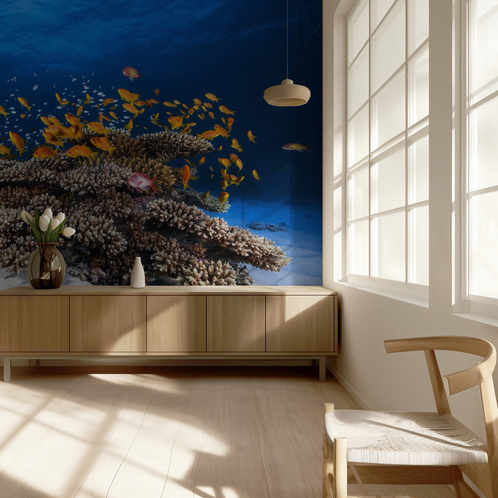 Vita marina | Carta da Parati Fotografica