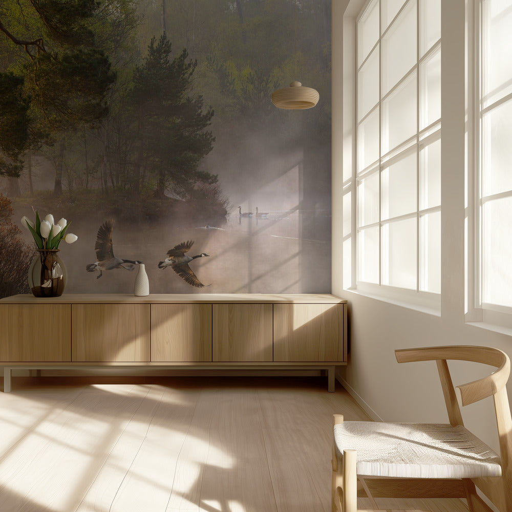 Pelea de gansos Papel Pintado Fotográfico