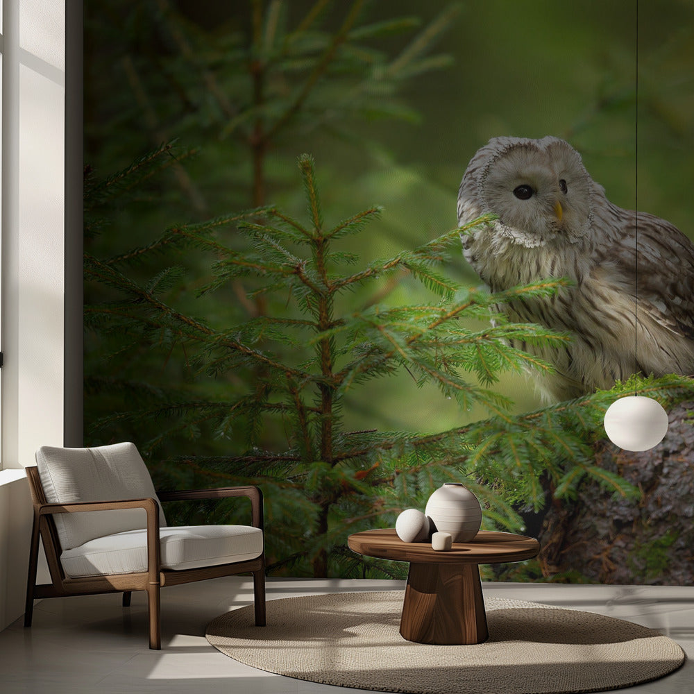 Viirupöllö | Valokuvatapetit