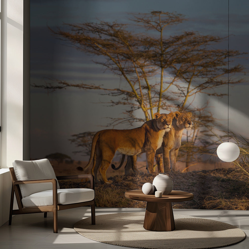 Sisaret | Valokuvatapetit