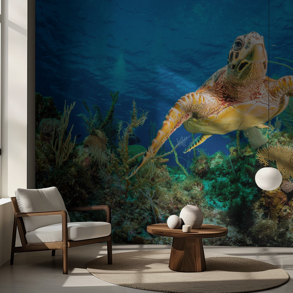 Tortuga carey nadando a través del arrecife del Caribe | Papel Pintado Fotográfico