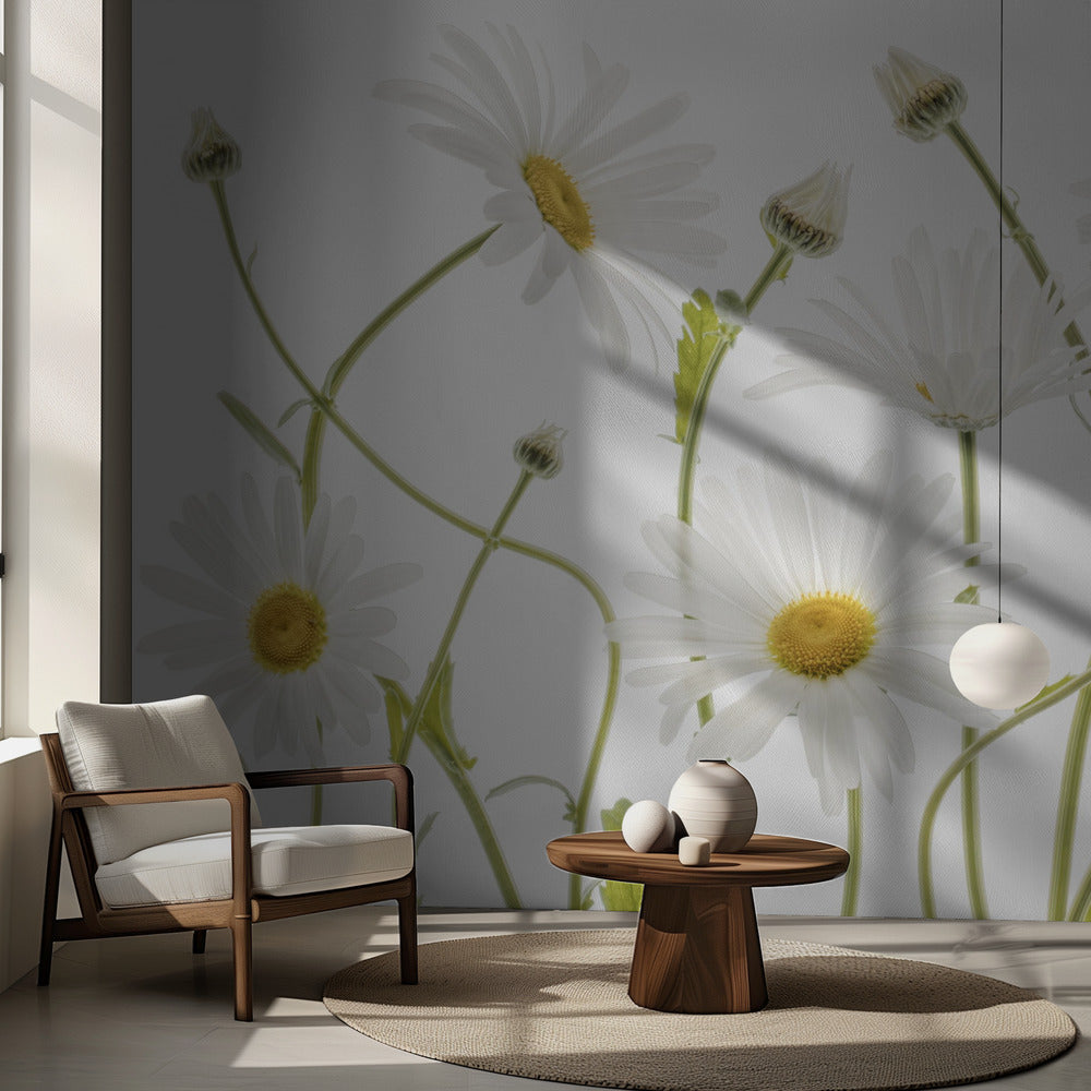 Margaritas de ojo de buey | Papel Pintado Fotográfico