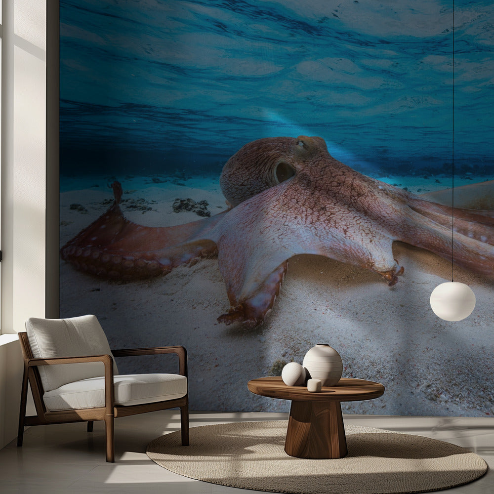 Mustekala | Valokuvatapetit