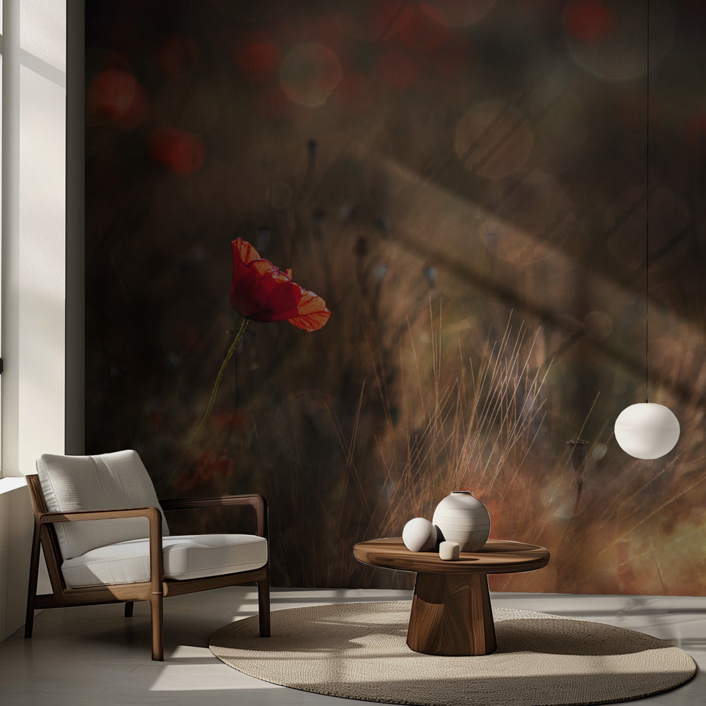 Amapola Papel Pintado Fotográfico