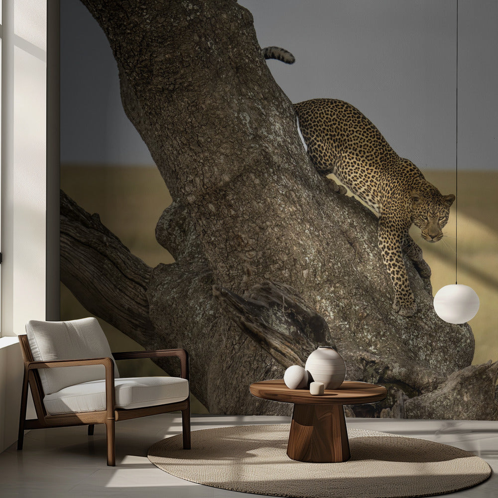 Leopardi - Serengheti, Tansania | Valokuvatapetit