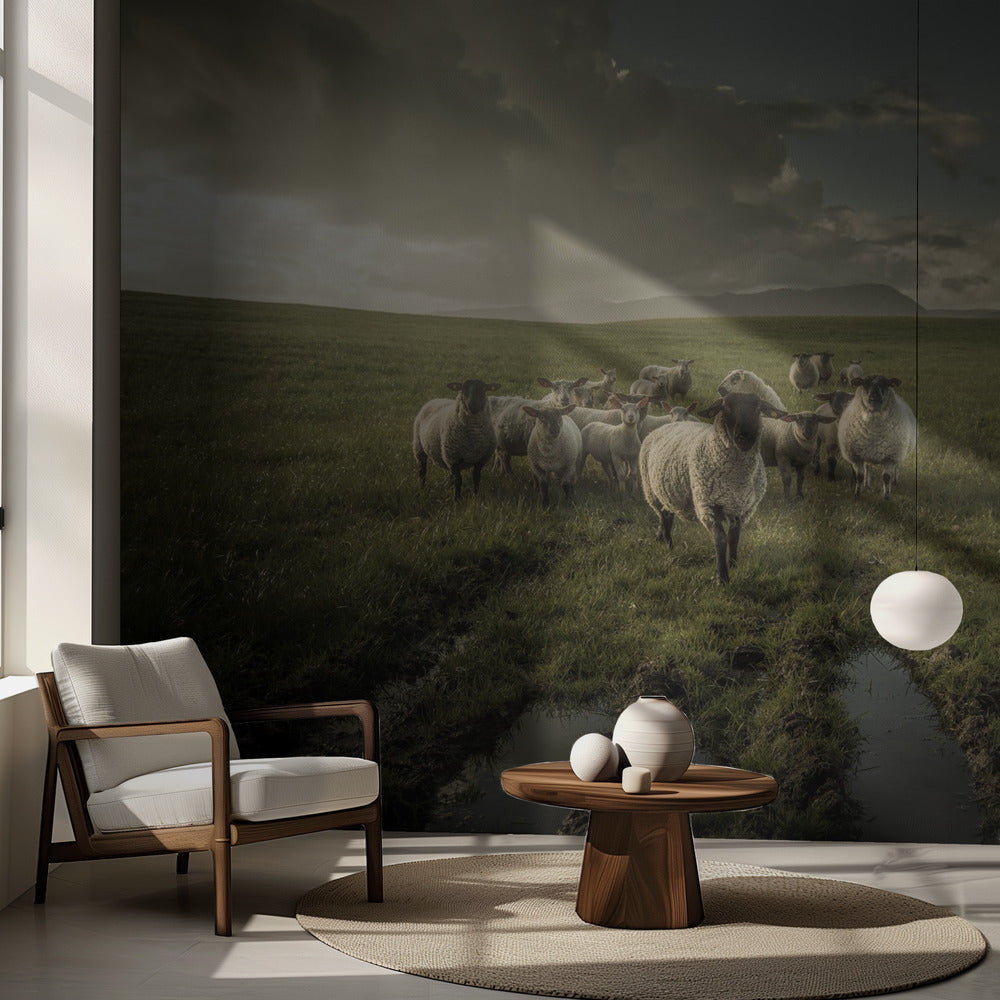 Schafe | Fototapeten