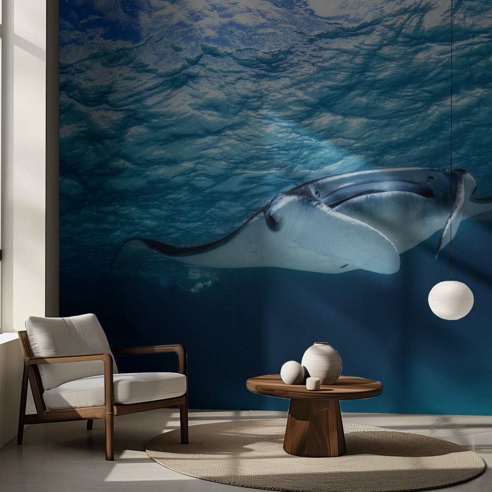 Manta ray | Wallpaper