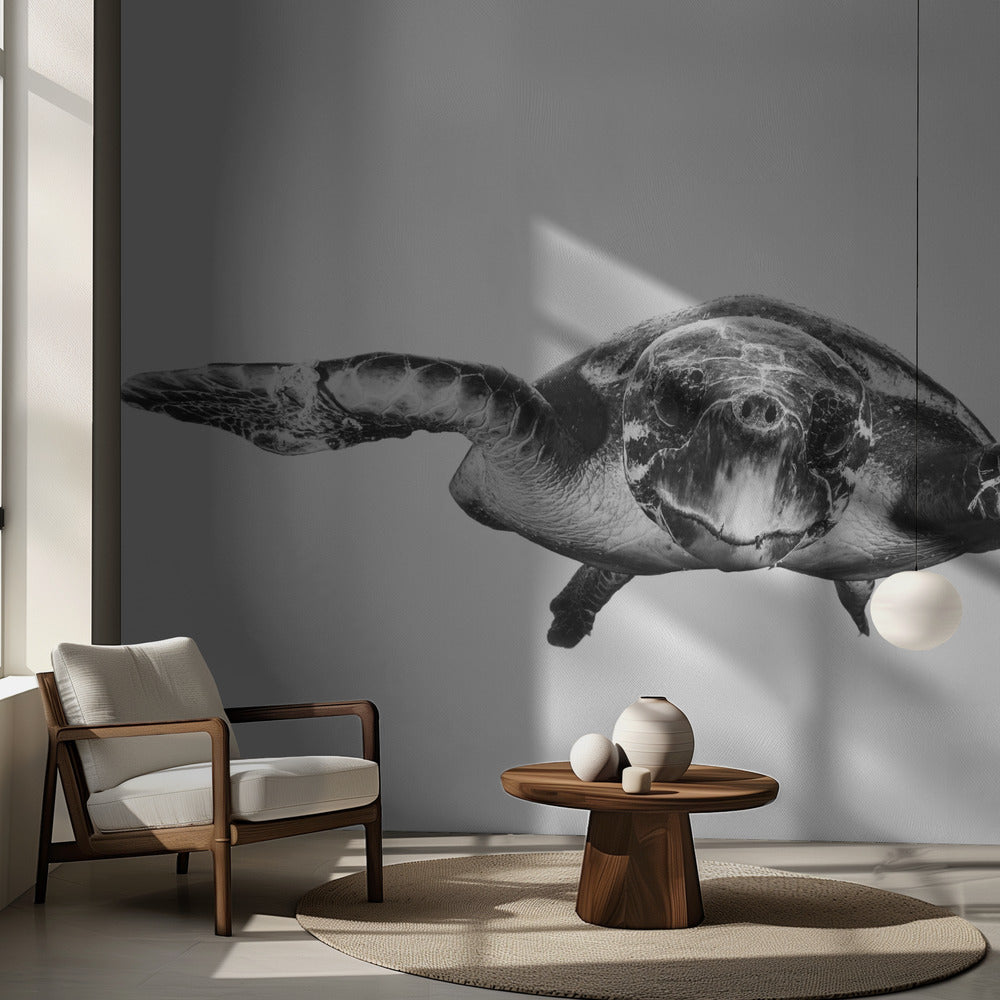 Blanco y tortuga | Papel Pintado Fotográfico