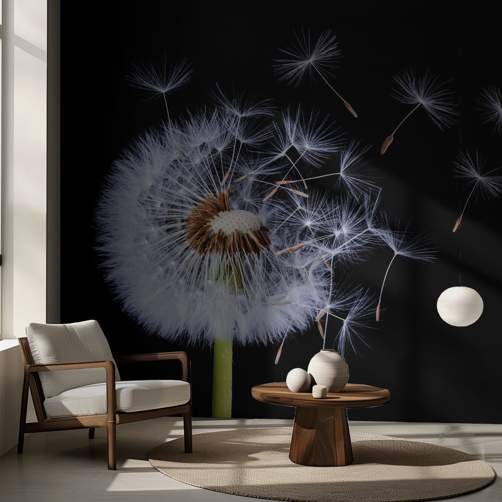Diente de león soplando | Papel Pintado Fotográfico