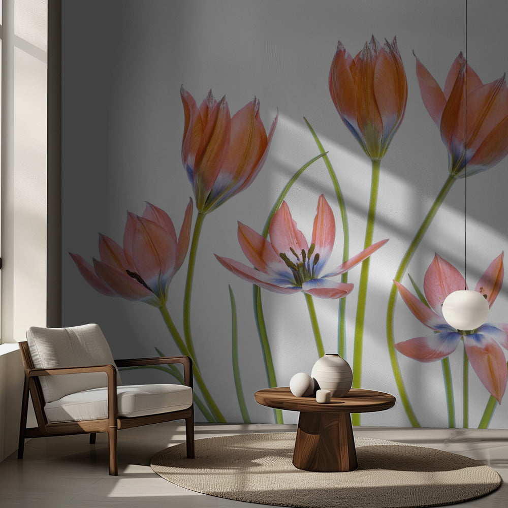 Apricot Tulips | Wallpaper