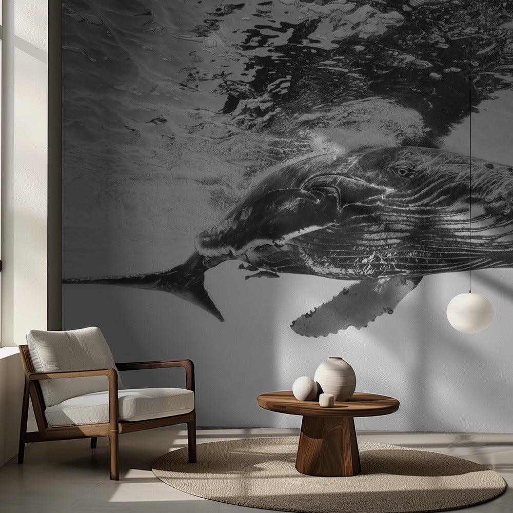 Cría de ballena jorobada | Papel Pintado Fotográfico