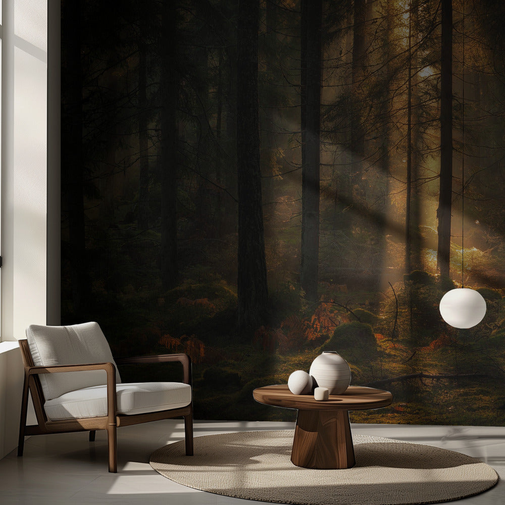 Lyset i skoven | Fototapeter