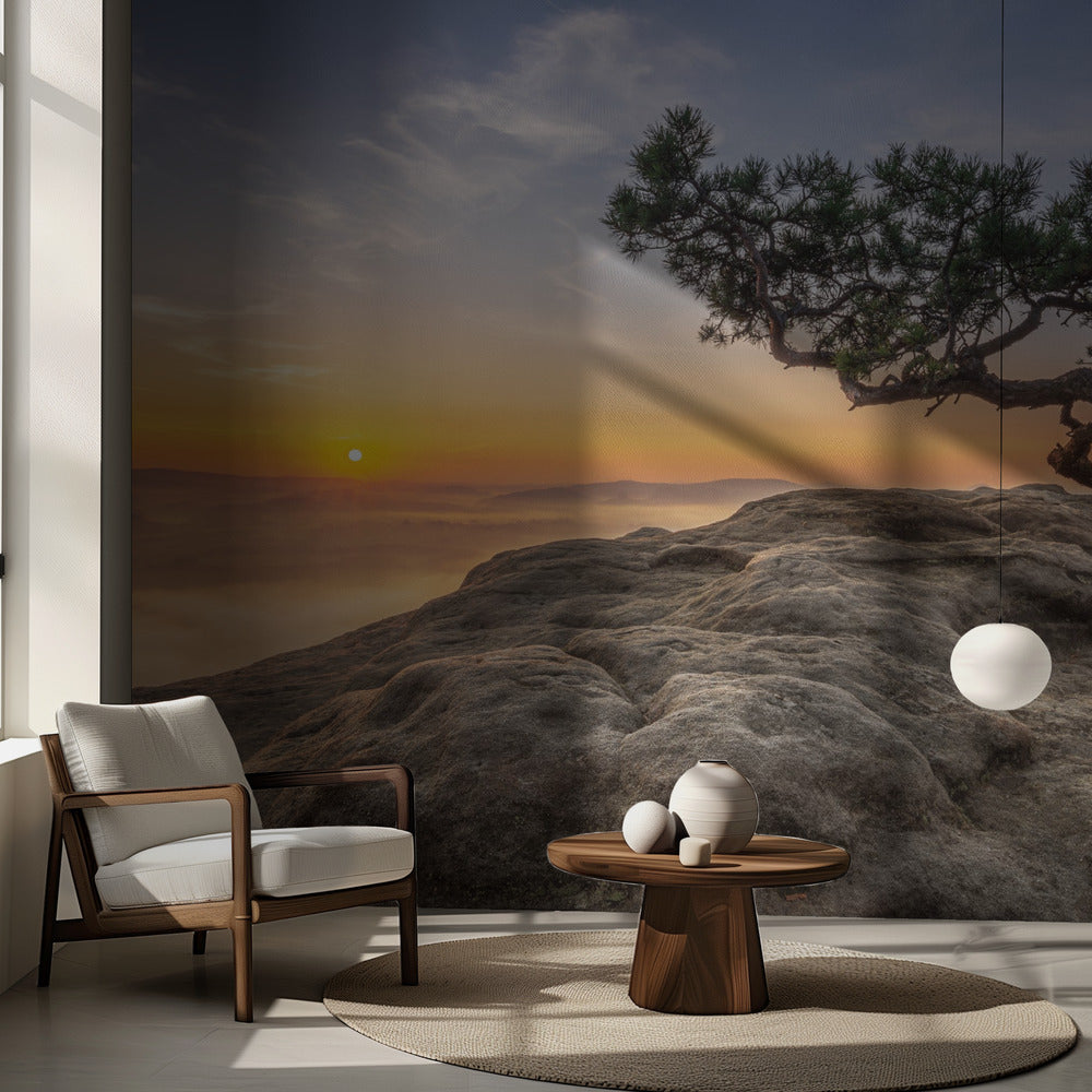 Vanha mänty | Valokuvatapetit