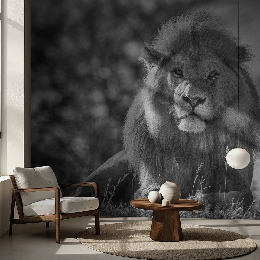 Yksivärinen leijonakuningas | Valokuvatapetit