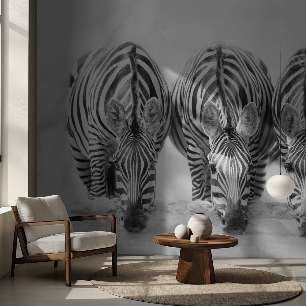 Cebras Papel Pintado Fotográfico