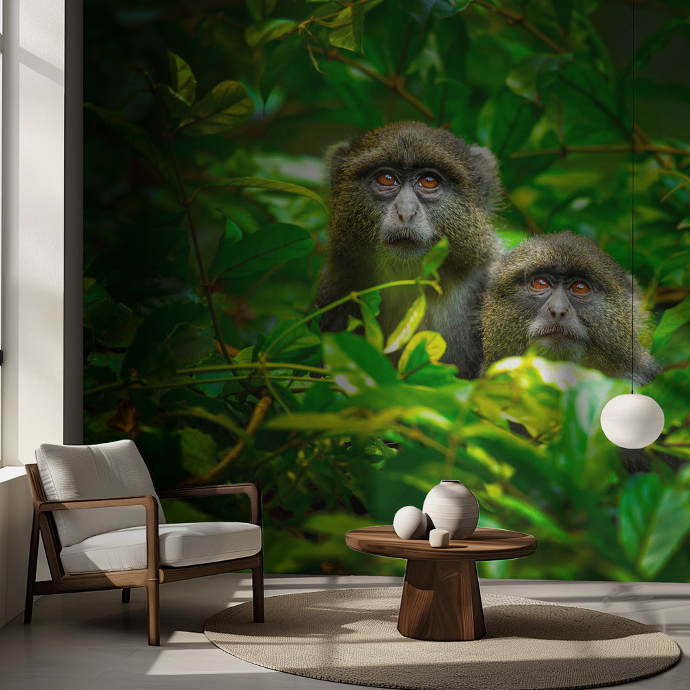 Sininen apina | Valokuvatapetit