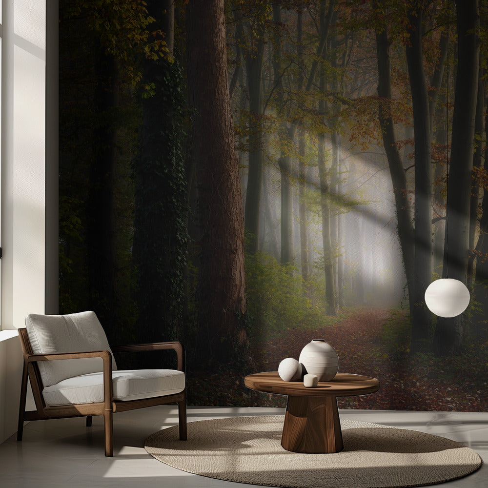 Syksyn värikäs metsä | Valokuvatapetit