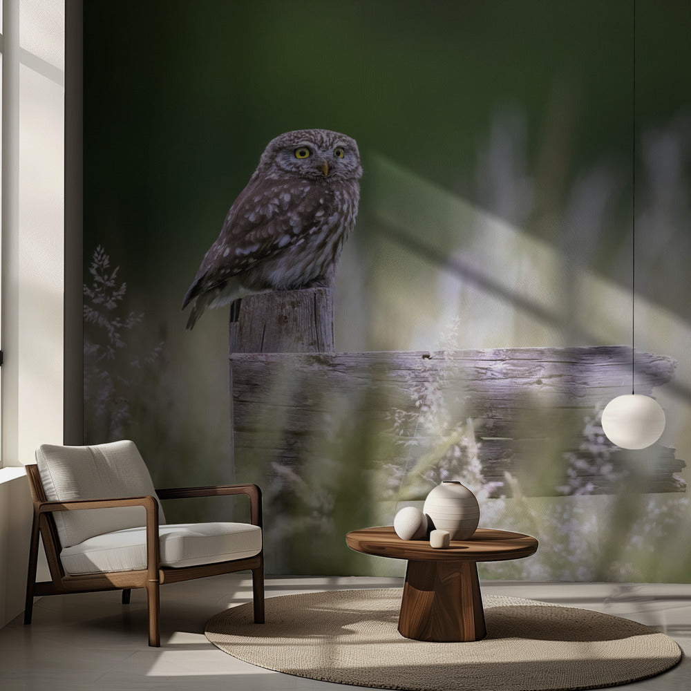 Little owl | Wallpaper