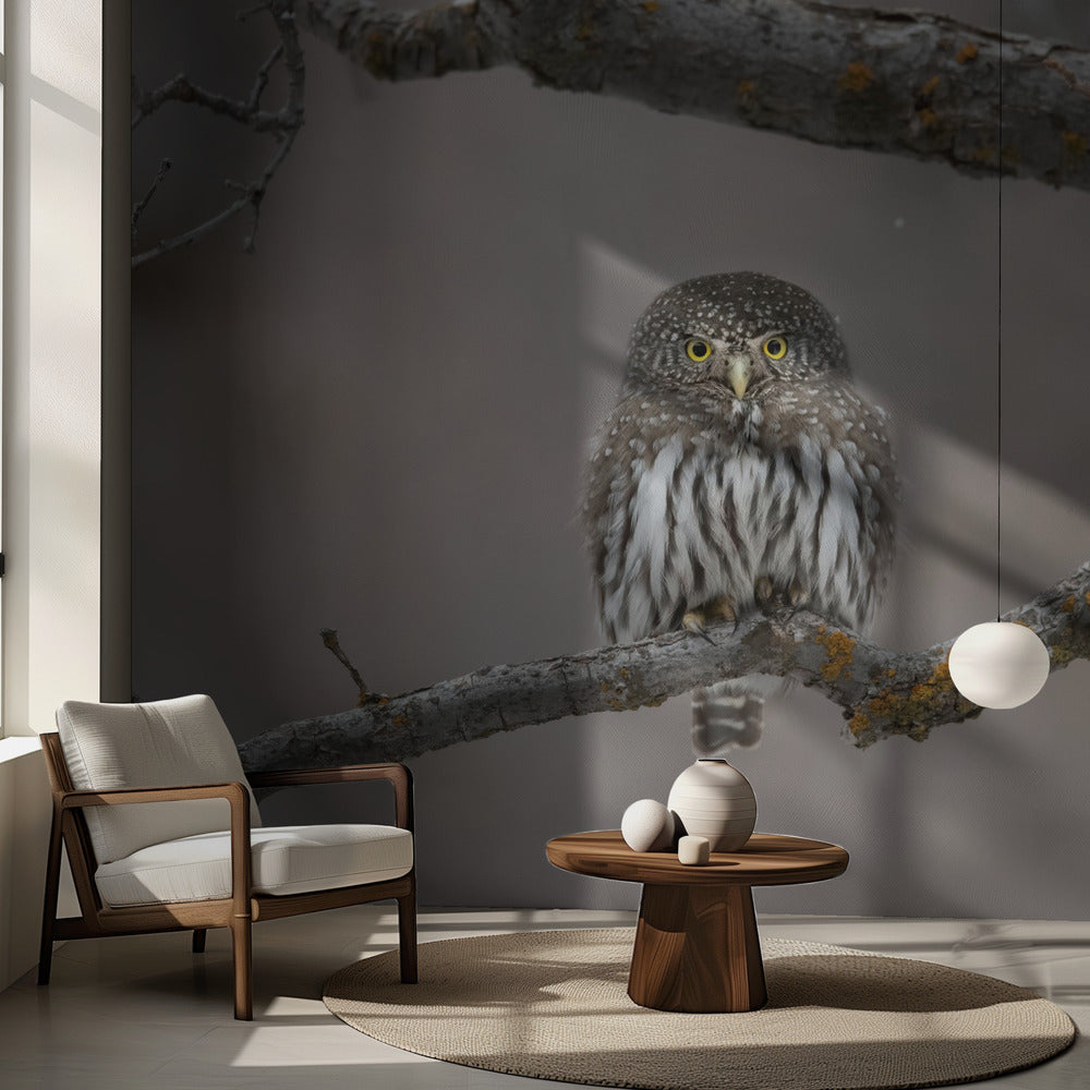 Pikkumies lumessa | Valokuvatapetit