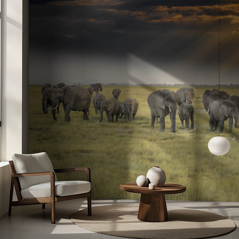 Norsujen rakkaudesta | Valokuvatapetit