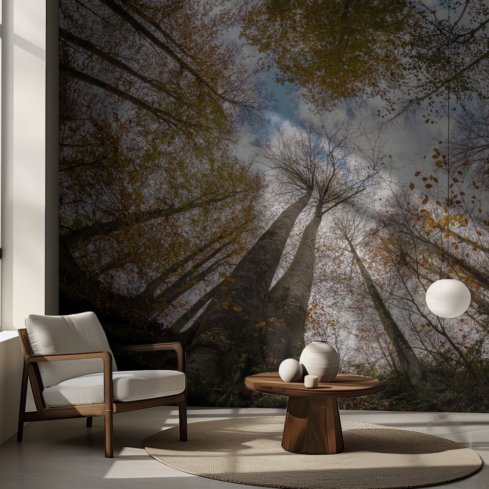 Metsä | Valokuvatapetit