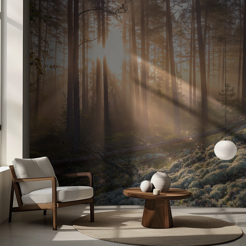 Sumu metsässä, valkoista sammalta etualalla | Valokuvatapetit