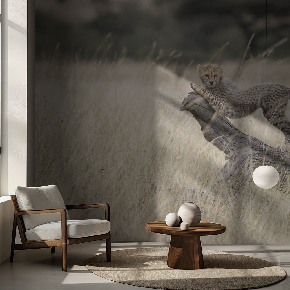 Uteliaat kissat | Valokuvatapetit