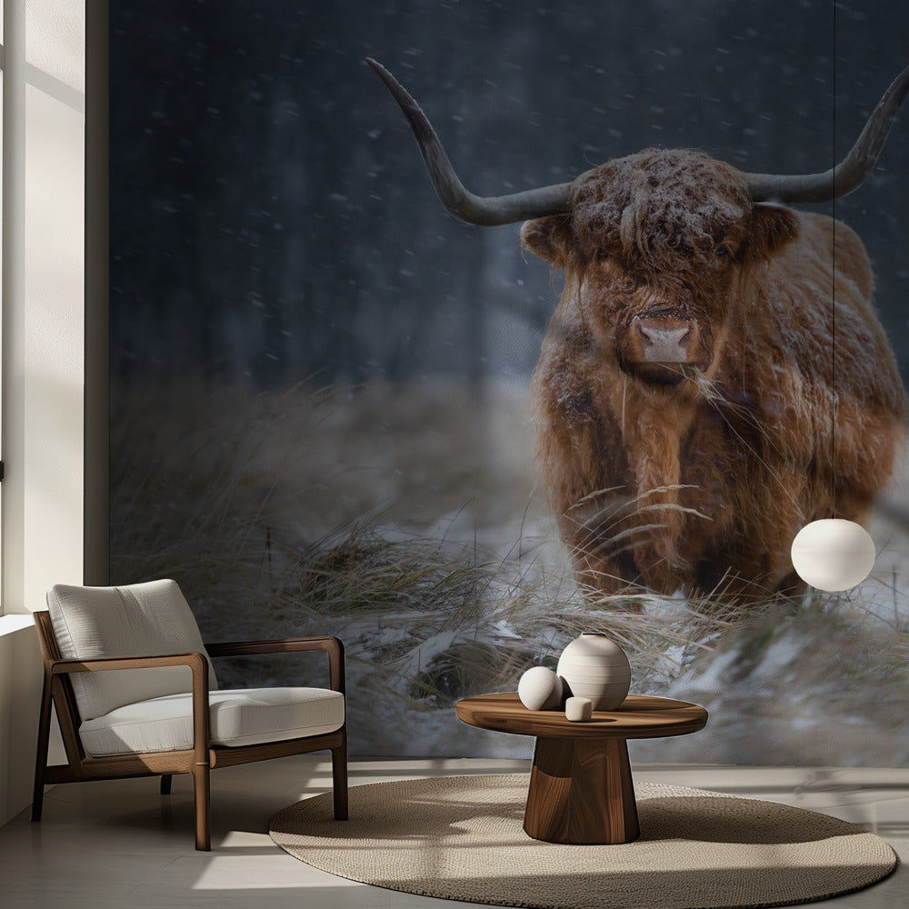 Snowy Highland cow | Wallpaper
