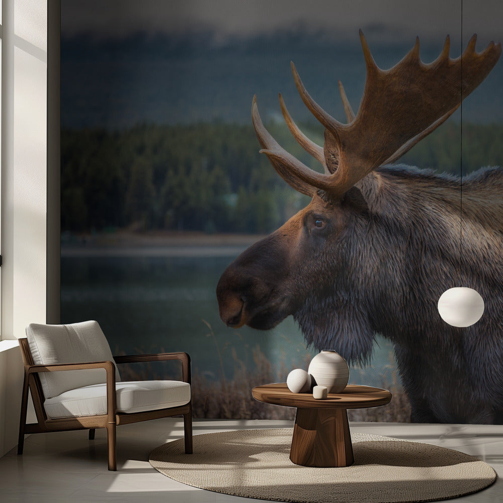 Moose | Wallpaper