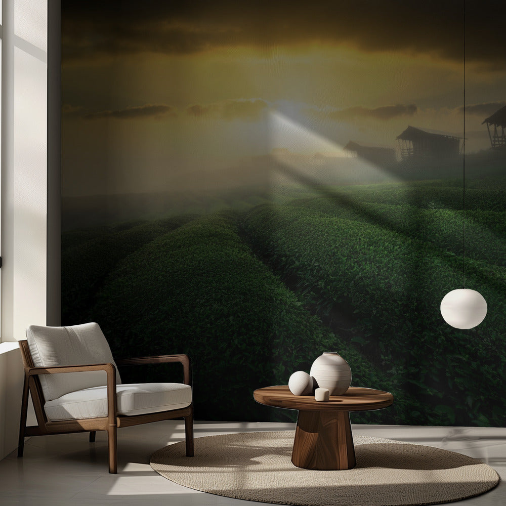 Sumuinen auringonnousu teetarhassa | Valokuvatapetit