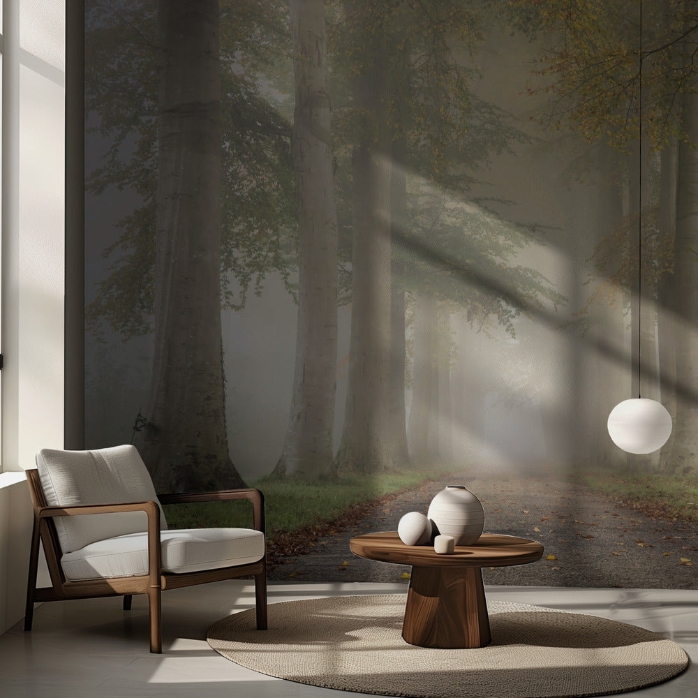 Beech trees in autumn fog | Wallpaper