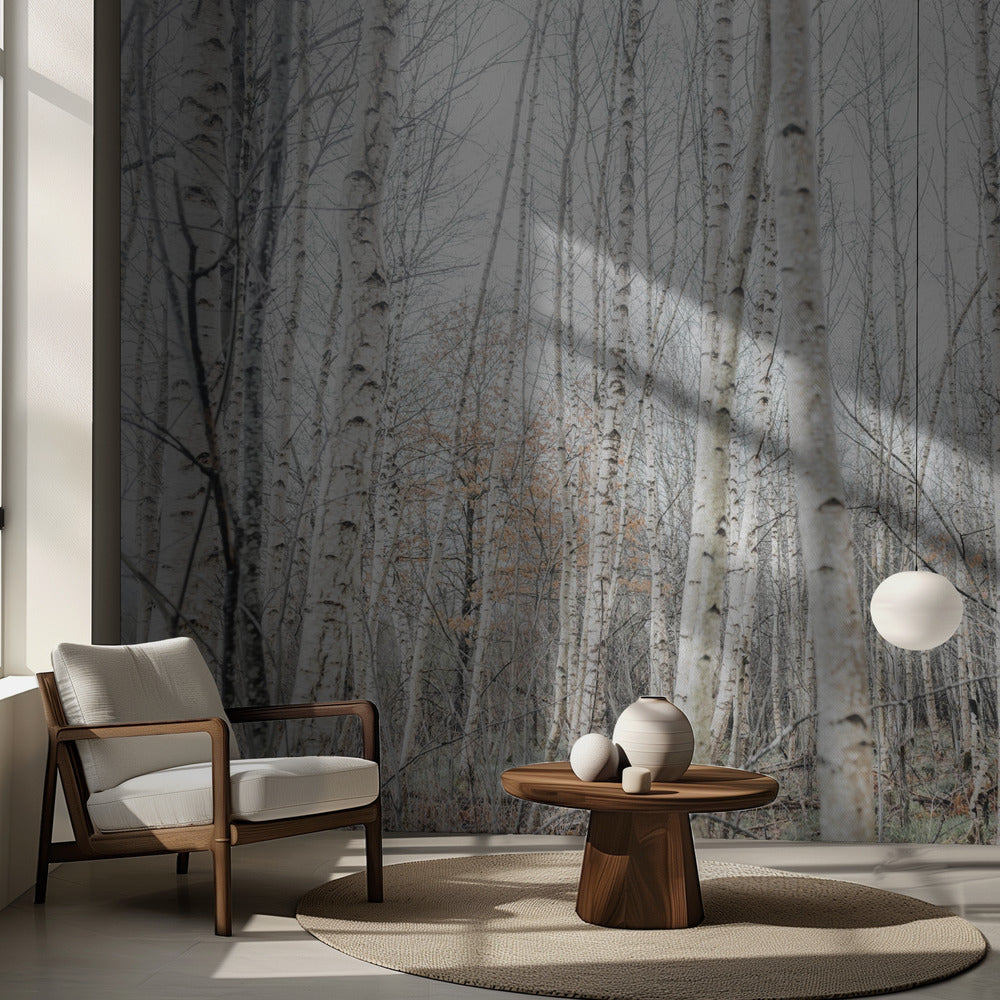Birch Trees 9 | Wallpaper