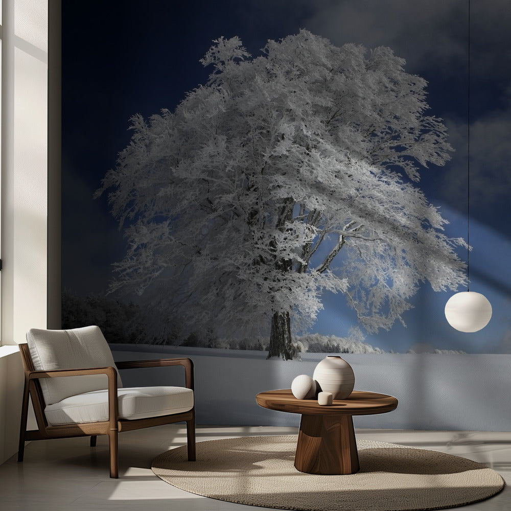 Weiße Windbuche im Schwarzwald | Fototapeten