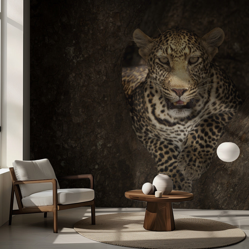 Leopardi lepää puussa Masai Marassa | Valokuvatapetit