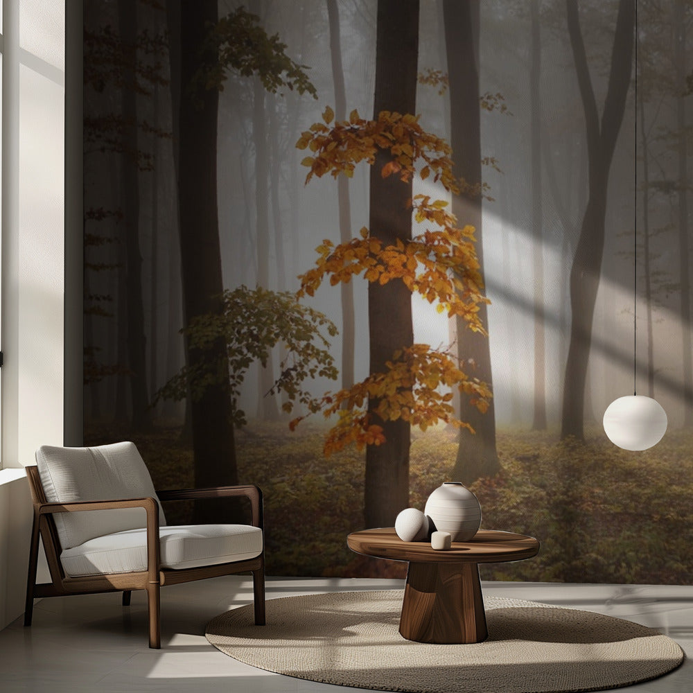 Nella luce di novembre | Carta da Parati Fotografica