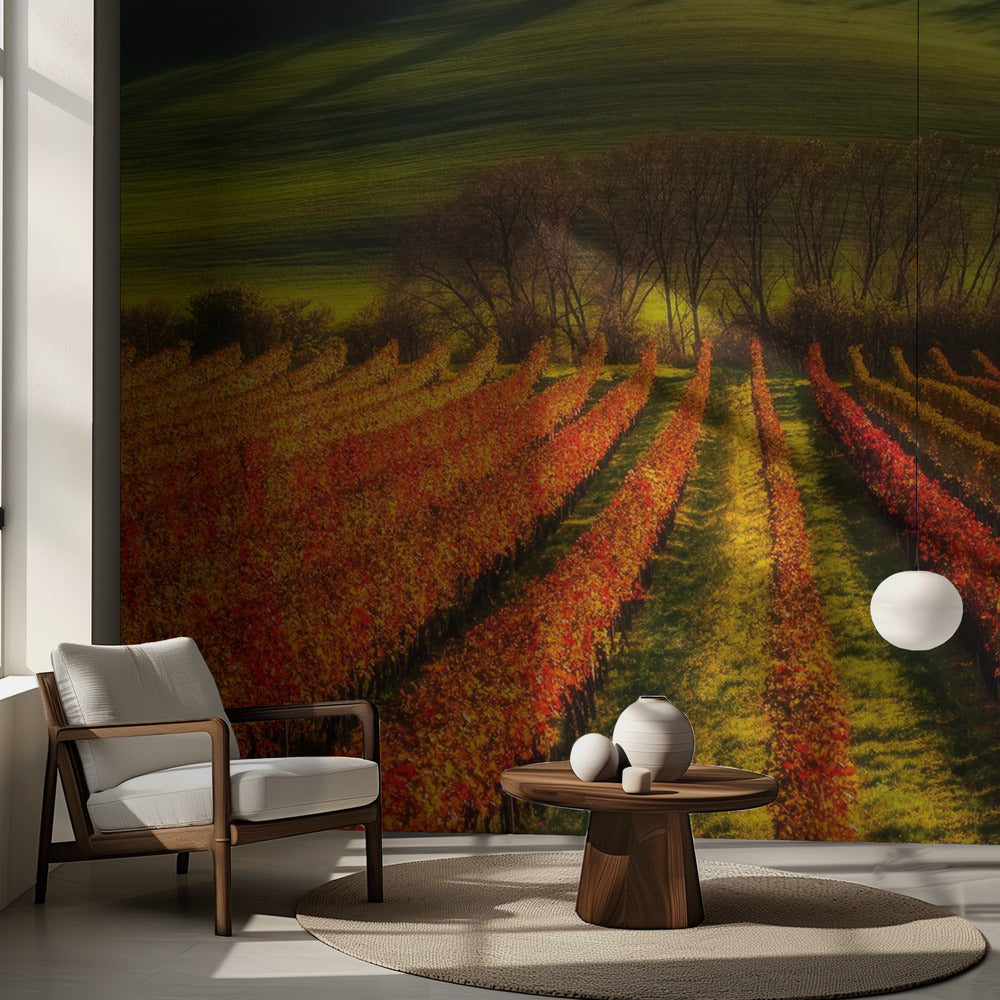 viticulture | Papier Peint Photo