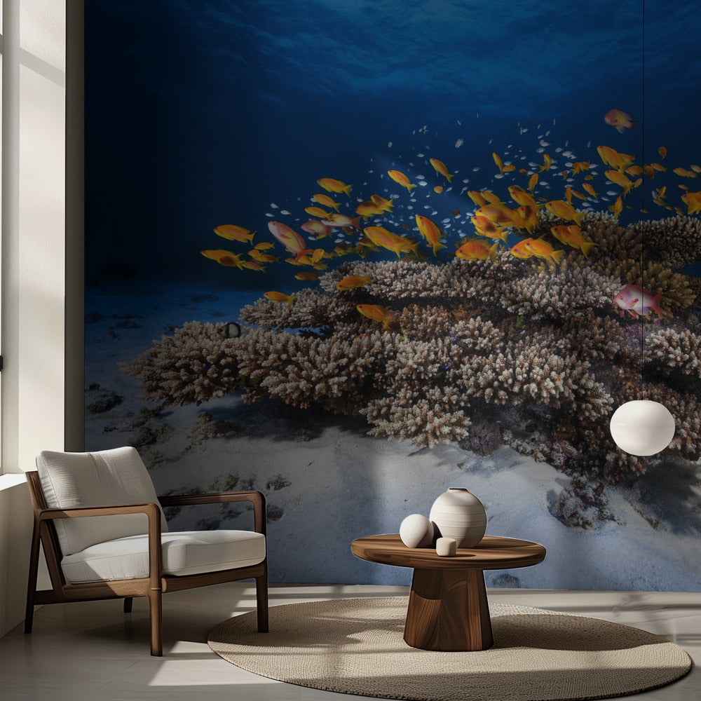 Vita marina | Carta da Parati Fotografica