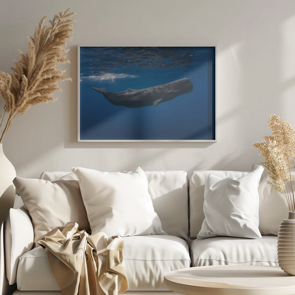 Sperm whale | Poster
