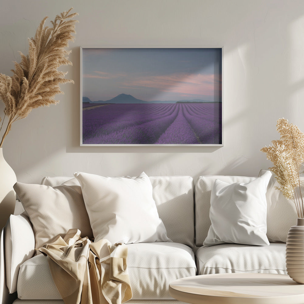Lavender field | Poster