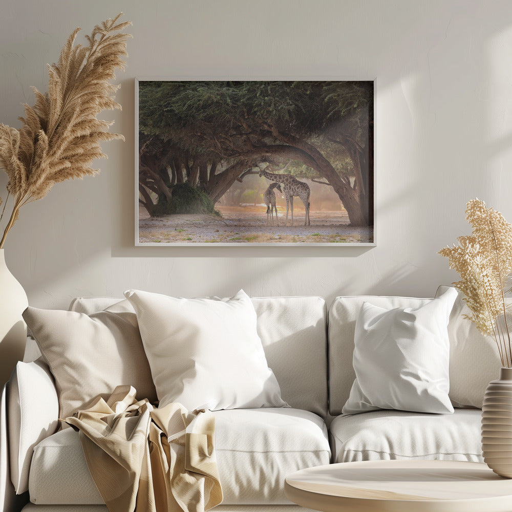 Giraffe - Namibia | Poster