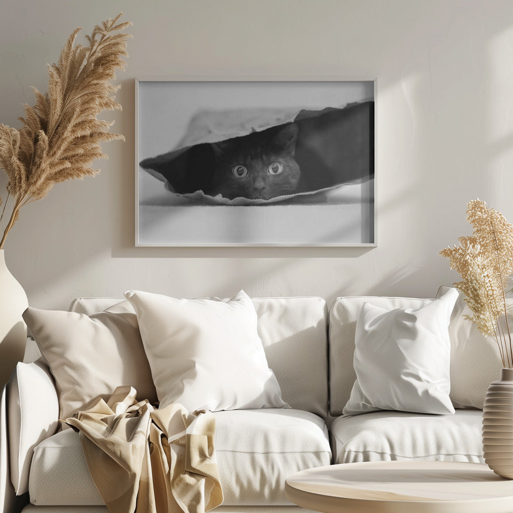 Kissa säkissä | Julisteet - Taidevedokset