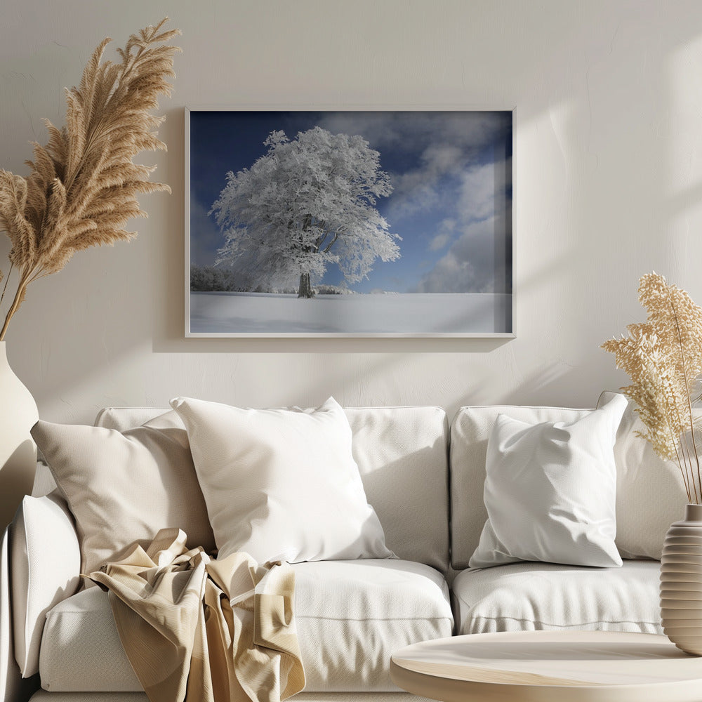White Windbuche in Black Forest | Poster