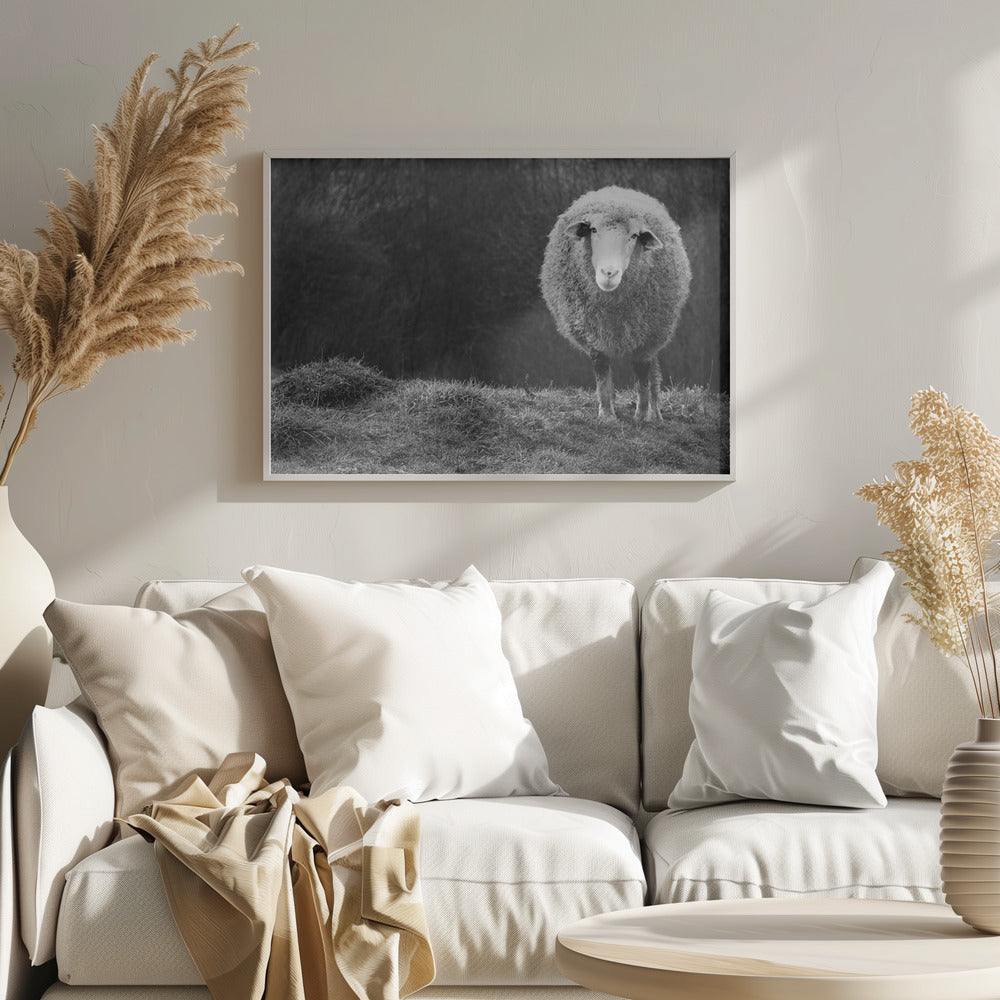 Wondering sheep | Poster