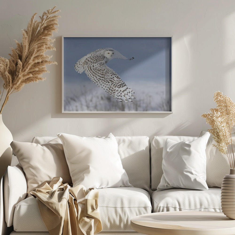 Snowy Owl | Poster