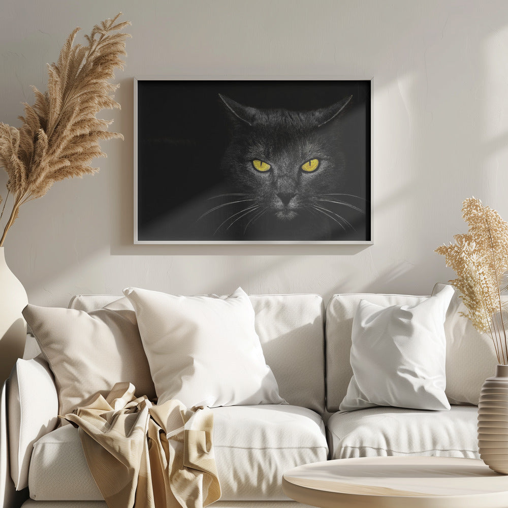 Black Cat | Poster