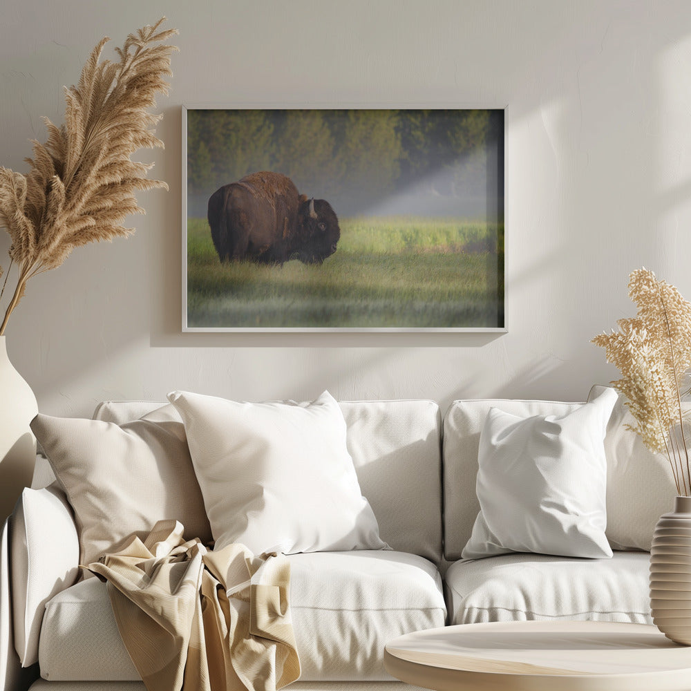 Bison in Morning Light | Poster