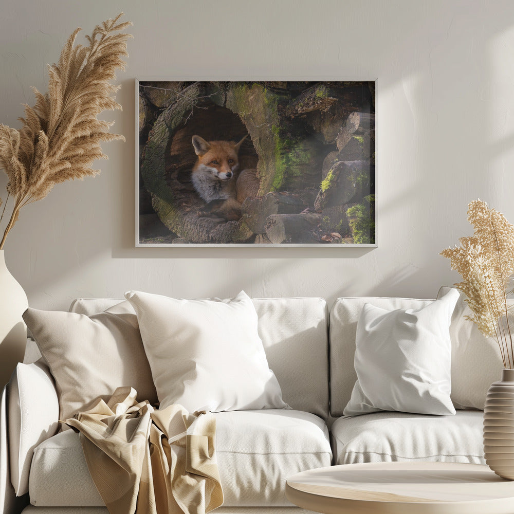 Kettu | Julisteet - Taidevedokset