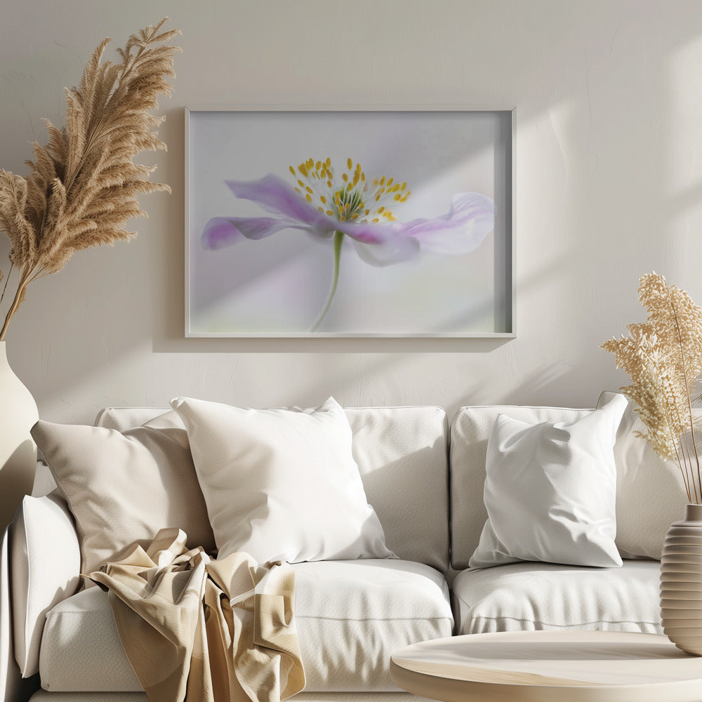 Wood Anemone | Poster
