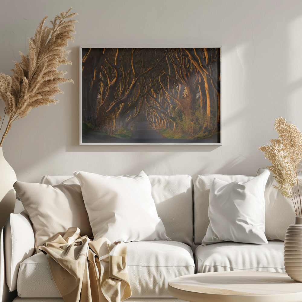 The Dark Hedges in the Morning Sunshine | Poster