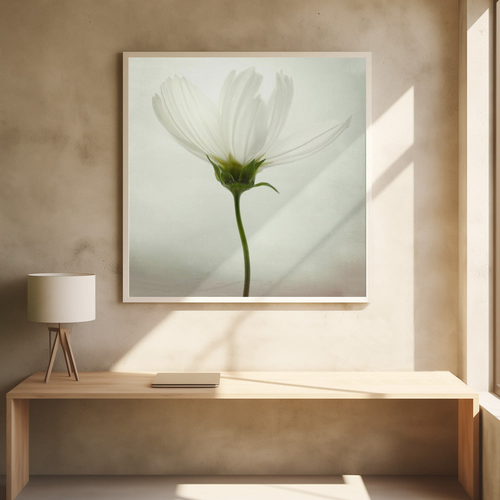 White cosmos | Poster